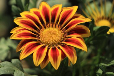 Çiçek açan Gazania çiçekleri ya da yeşil arka planda bir bahçede Afrika papatyası