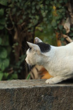 A dangerous hunter cat lying on a wall