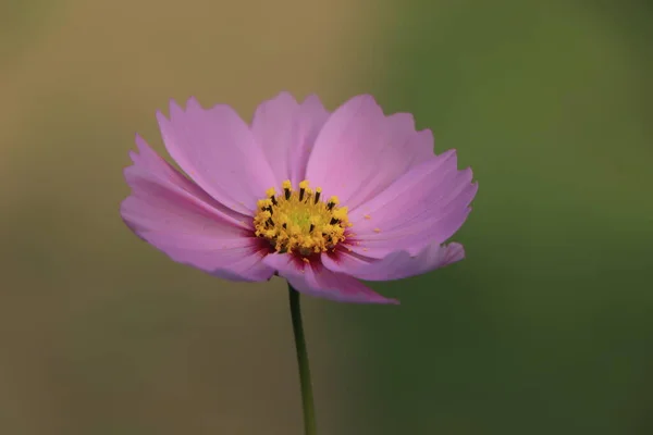 A field of pink cosmos flowers with the light of the sunset