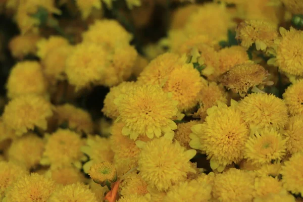 Florists Daisy (Chrysanthemum morifolium) in garden, Moscow region, Russia