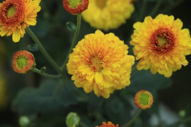 Red and orange chrysanthemum flower in autumn season