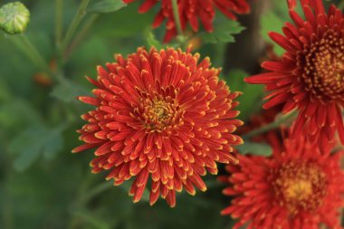 Flower of red Chrysanthemum on a colorful background