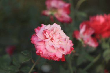 Closeup of a blooming pink rose with copy space