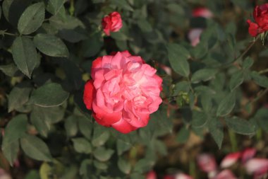Gorgeous vibrant pink color rose in the garden