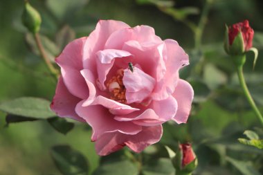 Bir bahçe içinde koyu pembe Gül