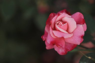 Selective focus on a pink rose with copy space to add text