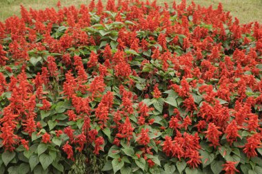 Ada çayı splendens (Kızıl adaçayı veya tropikal adaçayı)