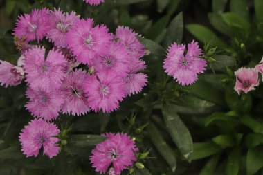Cheddar pink or clove pink carnation is herbaceous flowering plant in the family Caryophyllaceae