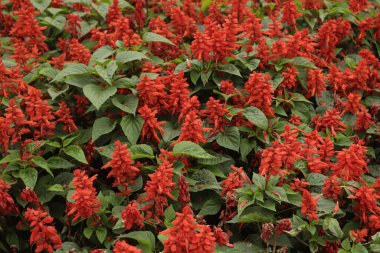 Yakın çekim kırmızı Salvia (Salvia çiçeği)