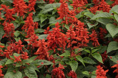 Potted plants with red flower spikes and dark green leaves of Red Salvia (Salvia splendens)