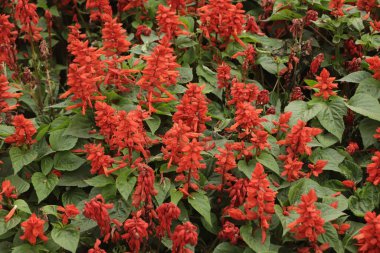 red salvia splendens closeup background