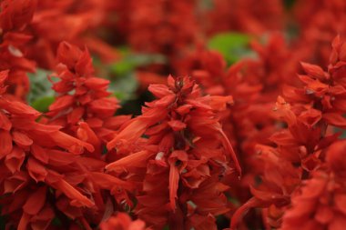 Parlak kırmızı salvia çiçek açan bir çiçek tarhında