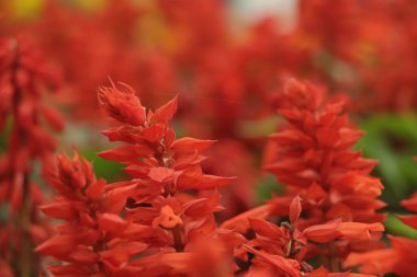 Red Salvia blooming in garden
