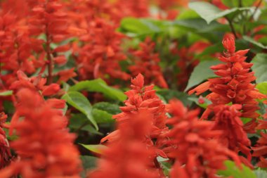 Salvia flowers, beautiful red flowers, bouquet of flowers and green leaves.