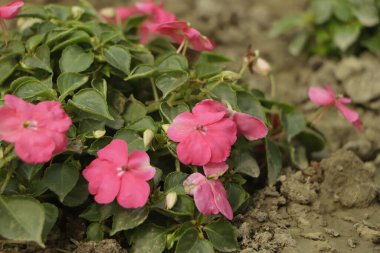 Background of New Guinea Impatiens flowers ( Impatiens hawkeri w.bull., New Guinea Hybrids ) and green leaves, Close up clipart