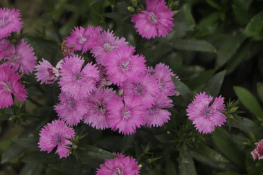Close-up blooming carnation glory flower Dianthus caryophyllus, clove pink, species of Dianthus deltoides,