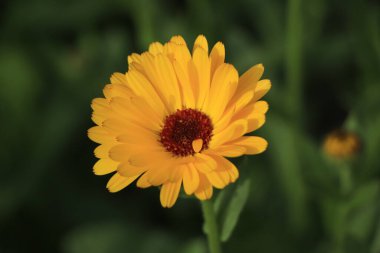 calendula flower orange color in full bloom zoomed in. bud and petals of marigold close up