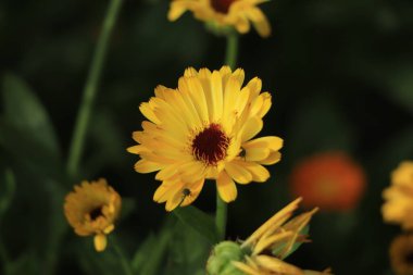 Yeşil doğa üzerine takvim çiçeği yaz arkaplanı, seçici odaklanma. Calendula tıbbi tesisi. Calendula Officinalis.