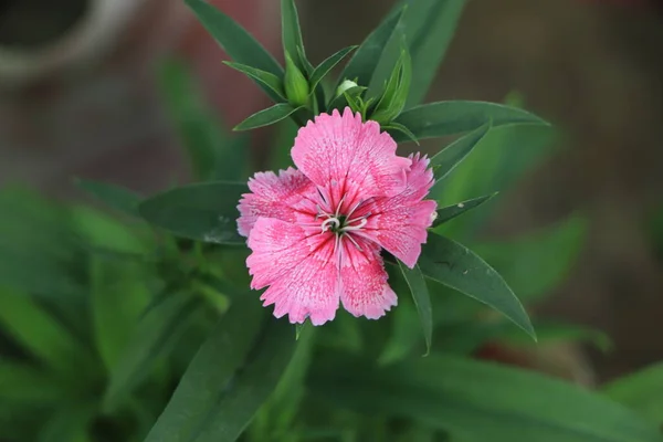 Cheddar pink or clove pink carnation is herbaceous flowering plant in the family Caryophyllaceae