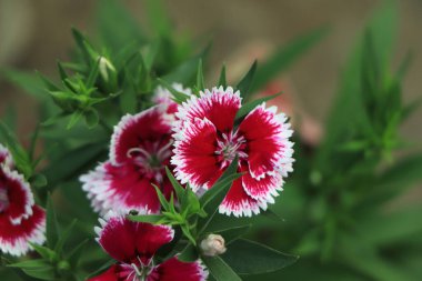 Dianthus is easy to grow and easy to maintain