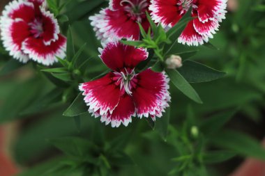 Dianthus is easy to grow and easy to maintain