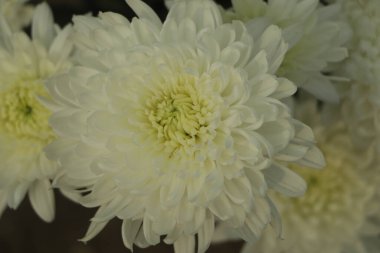 White chrysanthemum flowers closeup background