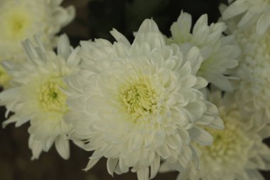 Beyaz kasımpatılar sonbaharda bahçede güneşli bir günde kapanıyor. Sonbahar çiçekleri. Çiçek kafalı.