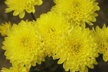 A bouquet of yellow chrysanthemums composing the composition. Spring flowers as a gift. Yellow chrysanthemums.
