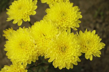 Sarı kasımpatı dokusunu kapat.