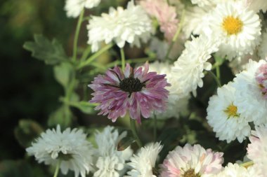 beautiful white chrysanthemum farm in Bangladesh