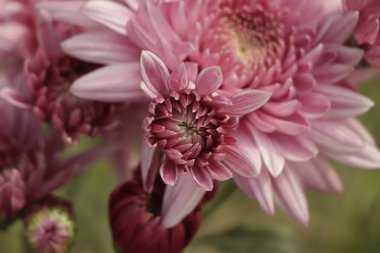 Çiçek parkında kasımpatı deseni. Pembe mor kasımpatı kümesi