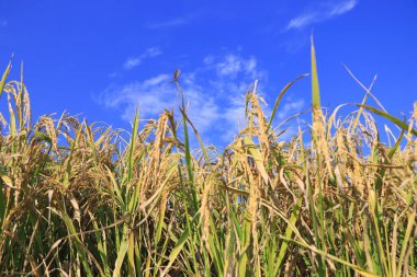 Olgun pirinç tarlası ve gökyüzü arkaplanı gün batımında güneş ışınlarıyla