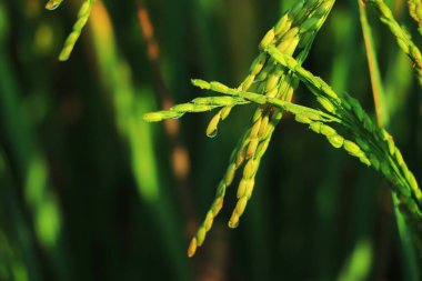 Closeup of new growing green rice ear with the morning light