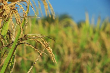 Wide and close-up shots of rice fields. Natural attractions, Green rice fields at sunny day in Bangladesh