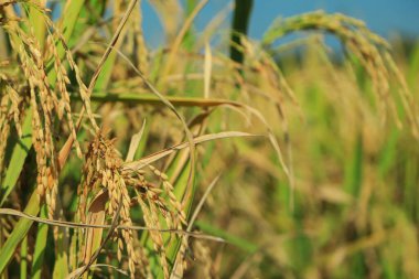 Rice farm- Rice field- Rice paddy, rice pants Rice paddy at Dhaka, Bangladesh