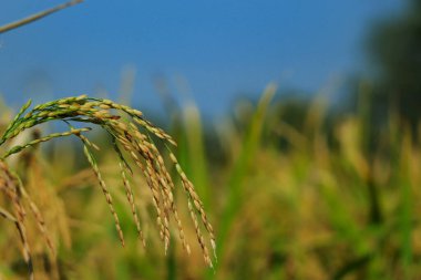 Sonbahar çeltik tarlasında yetişen altın pirinç tarlası pirinç kulağı.