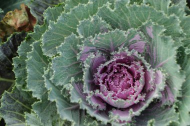 Bahçede çiçek açan mor-pembe lahana bitkisi.