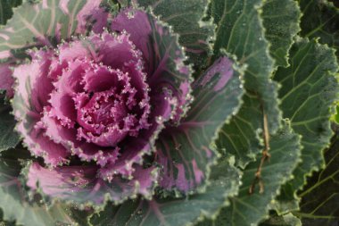 brassica oleracea, çiy damlalarıyla süslü lahana.