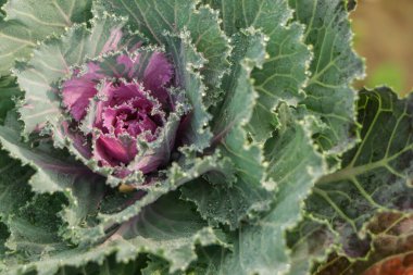 brassica oleracea, çiy damlalarıyla süslü lahana.