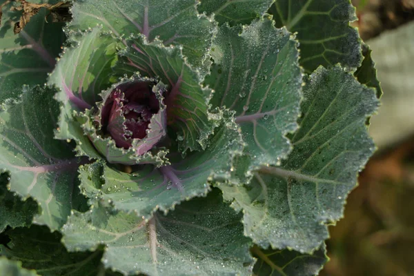 Purple and green Cabbage Flower closeup in garden
