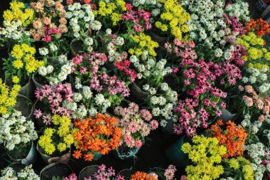 Common Zinnia or Zinnia elegans is one of the most famous flowering annuals of the genus Zinia