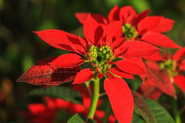 Field of red Christmas stars in greenhouse for sale. Background texture photo of Poinsettia flowers