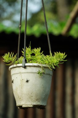 Close-up of Gold Moss Sedum plant in the pot.