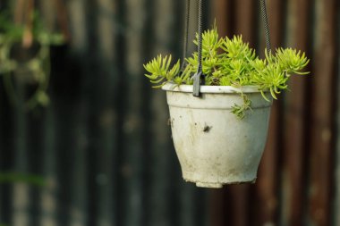 Close-up of Gold Moss Sedum plant in the pot.
