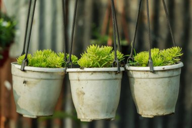 Close-up of Gold Moss Sedum plant in the pot.