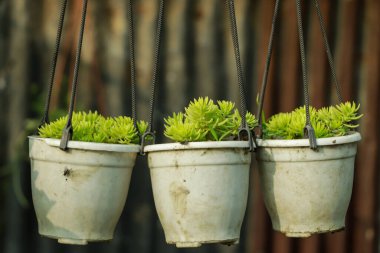 Angelina Stonecrop Sedum : ground covers vines,Gold Moss Sedum covered background.