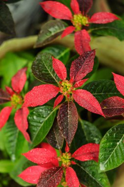 Poinsettia flower in woman hands with gift box on background. Christmas preparing process