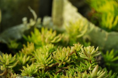Sedum. Stonecrop. Beautiful herbal abstract background of nature. Spring landscape.