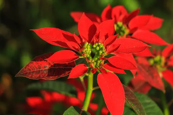 Field of red Christmas stars in greenhouse for sale. Background texture photo of Poinsettia flowers