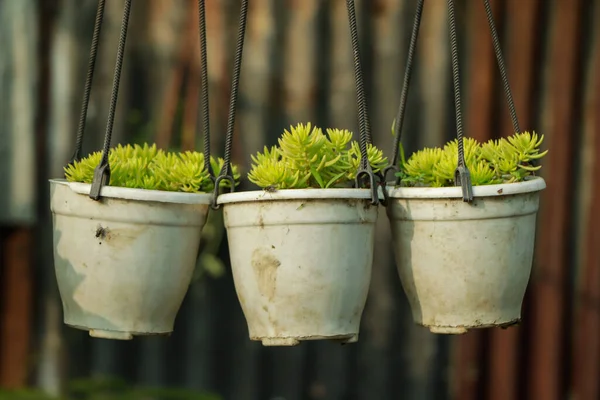 Sedum. Taşrop. Doğanın güzel bitkisel soyut arka planı. Bahar manzarası. Tavşan lahanası. Yeşil yosun.